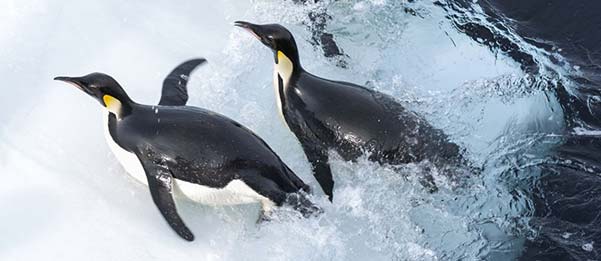 March of the Penguins 2 image